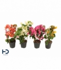 Bougainvillea