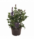 Salvia