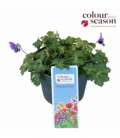 Geranium