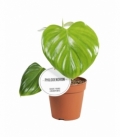 Philodendron