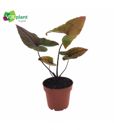 Alocasia
