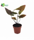 Alocasia