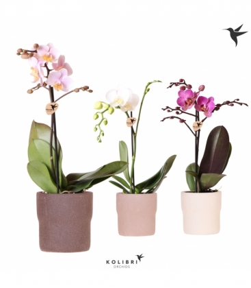 Phalaenopsis