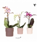 Phalaenopsis