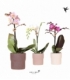 Phalaenopsis