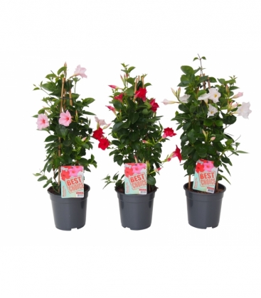 Mandevilla