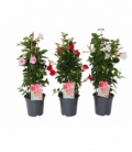 Mandevilla
