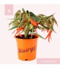 Begonia