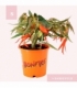 Begonia