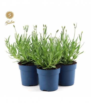 Lavandula