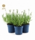 Lavandula