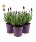 Lavandula