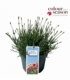 Lavandula