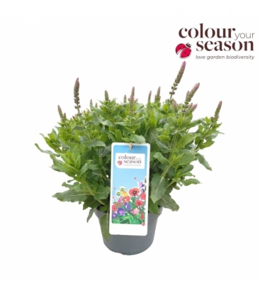 Salvia