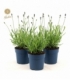 Lavandula