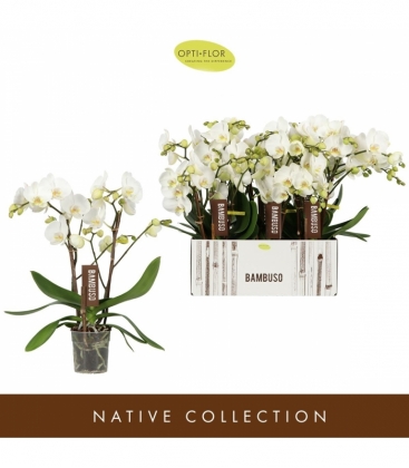 Phalaenopsis