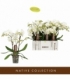 Phalaenopsis