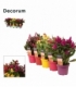 Celosia