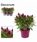 Celosia