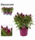 Celosia