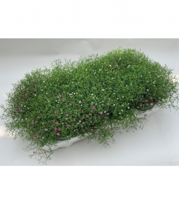 Gypsophila