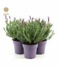 Lavandula