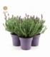 Lavandula