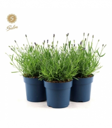 Lavandula
