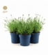 Lavandula