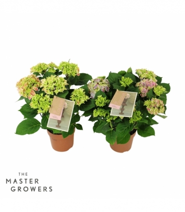 Hydrangea