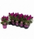 Celosia