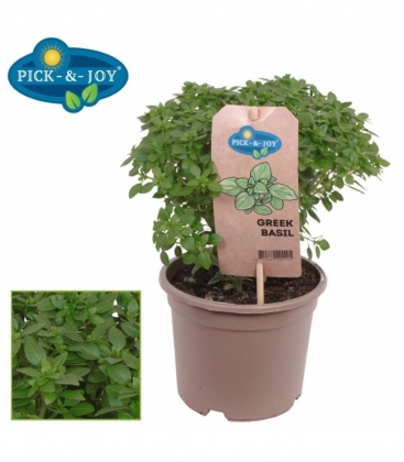 Ocimum