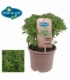 Ocimum