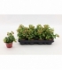 Kalanchoe