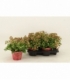 Kalanchoe