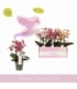 Phalaenopsis