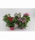 Pentas