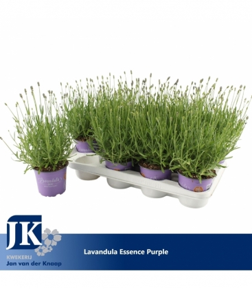 Lavandula