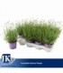 Lavandula