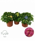 Hydrangea