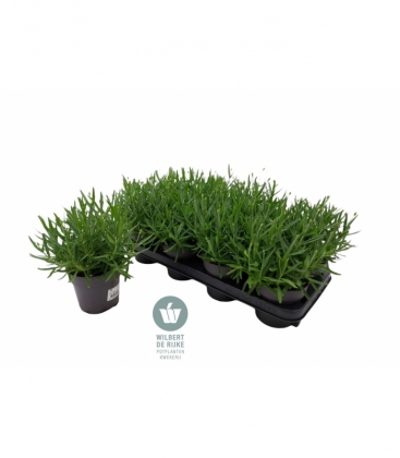 Lavendel