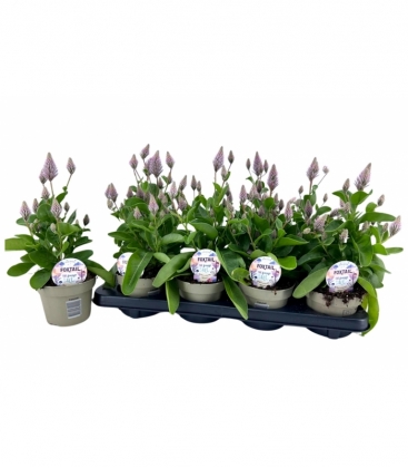 Ptilotus