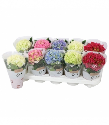 Hydrangea