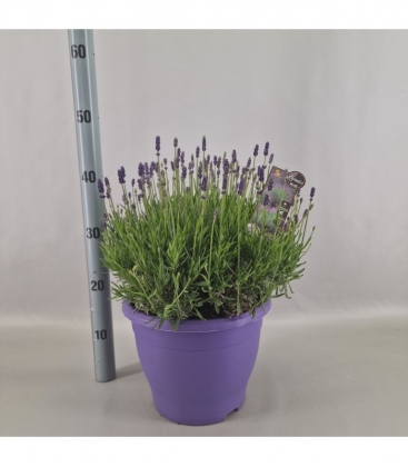 Lavandula