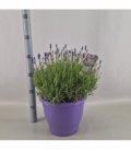 Lavandula