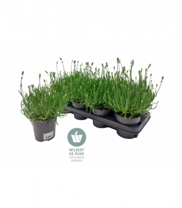 Lavendel