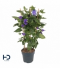 Thunbergia