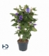 Thunbergia