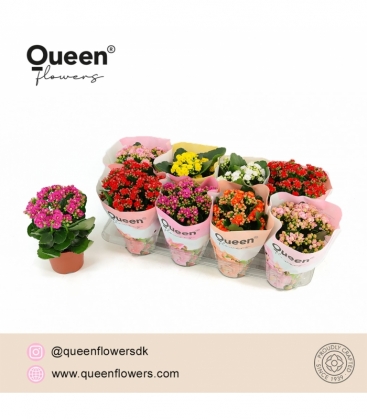 Kalanchoe