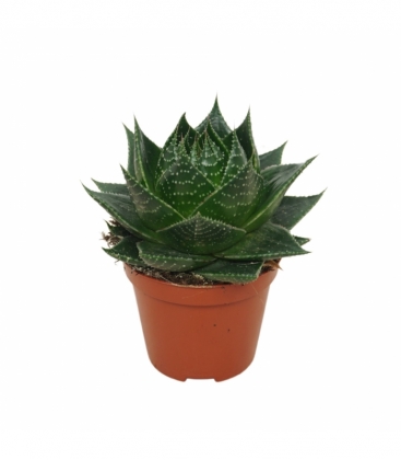 Aloe